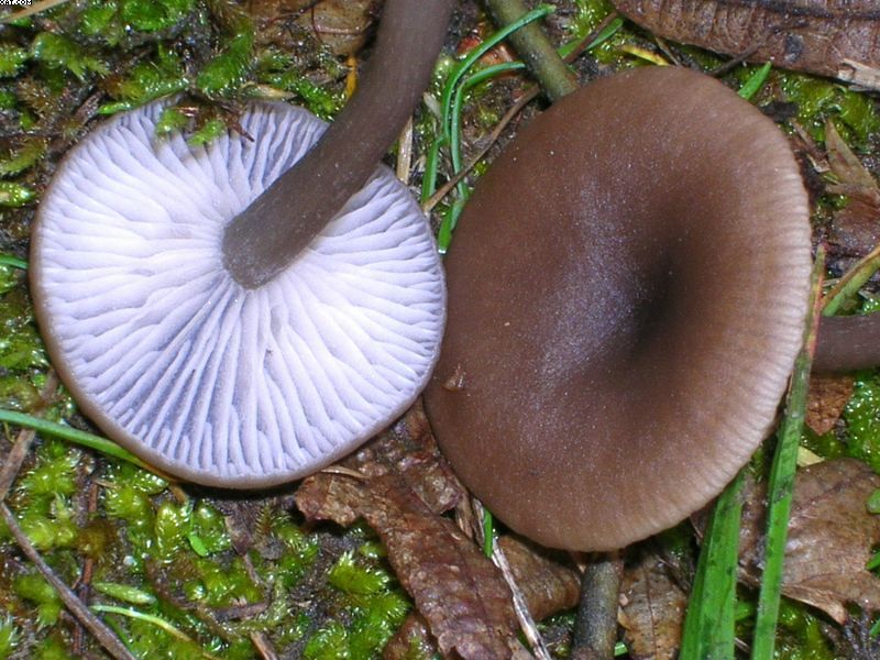 Pseudoclitocybe obbata    (Fr.)     Singer